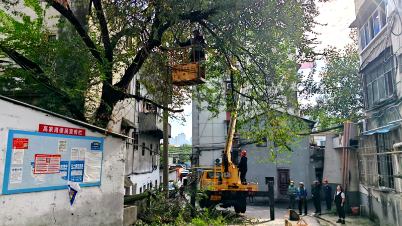 接报立即办！市园林局及时清理枯枝消除隐患